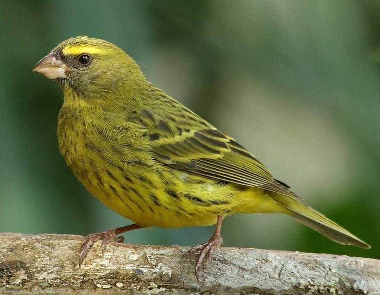 File:Forestcanary.jpg